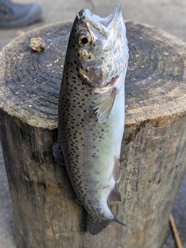 ニジマスの釣果