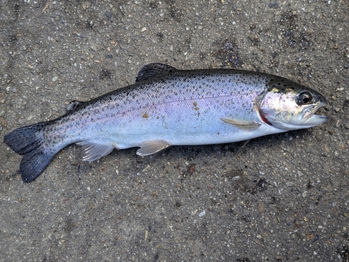 ニジマスの釣果