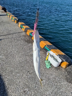 カマスの釣果