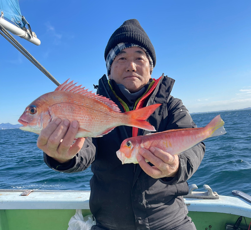 マダイの釣果