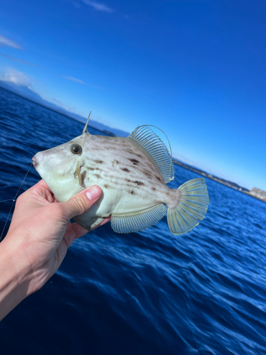 カワハギの釣果