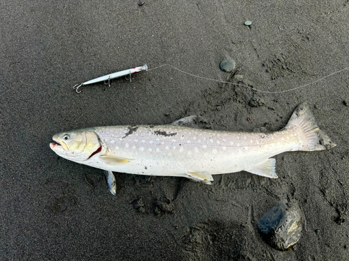 アメマスの釣果