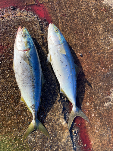 ヤズの釣果