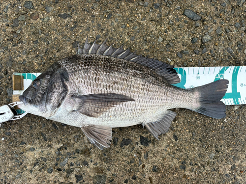 チヌの釣果