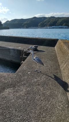 オオモンハタの釣果