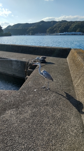 オオモンハタの釣果