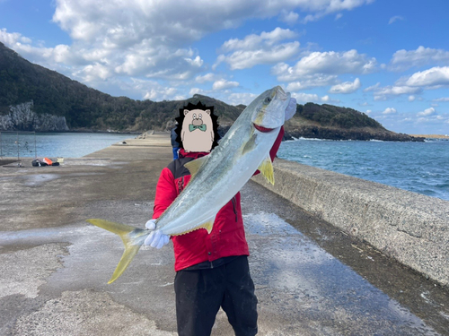 ヒラマサの釣果