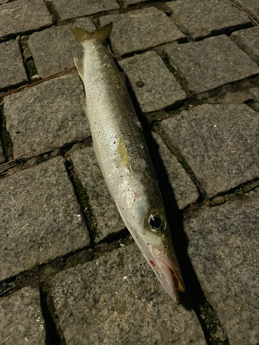 カマスの釣果