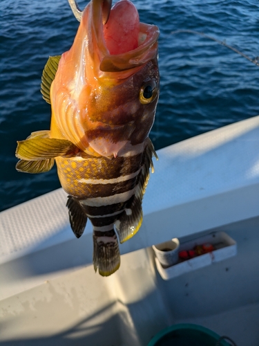 アオハタの釣果