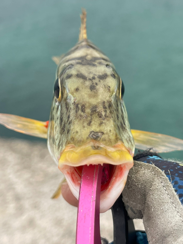 ムネアカクチビの釣果