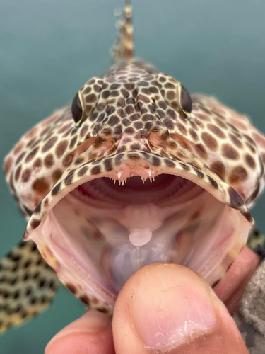 カンモンハタの釣果