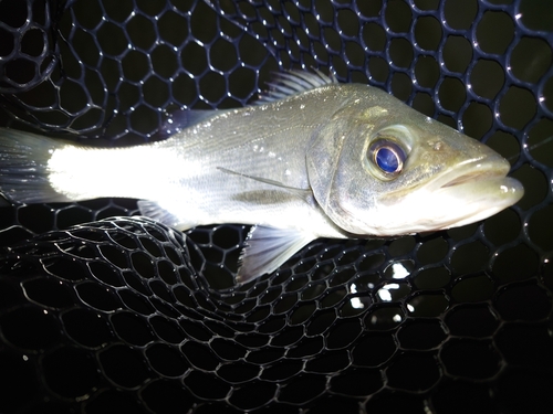 セイゴ（マルスズキ）の釣果