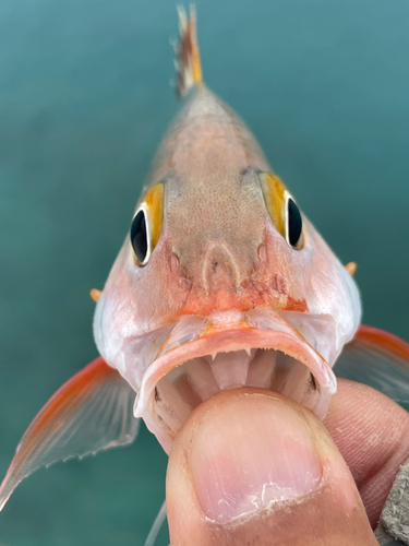 ヒメフエダイの釣果