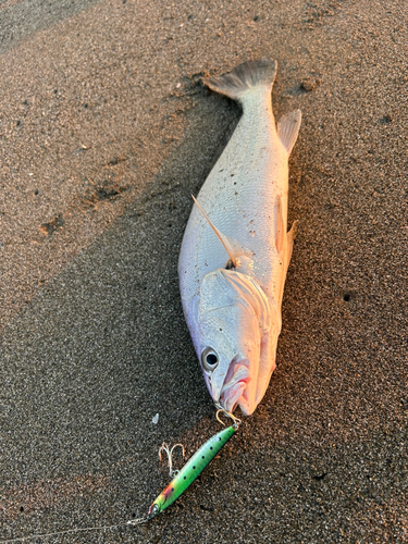 ニベの釣果