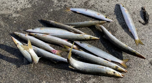 カマスの釣果