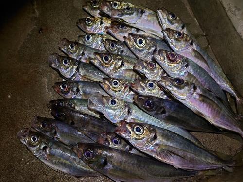 マアジの釣果