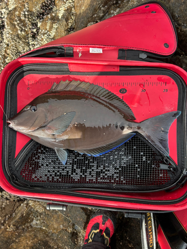 サンノジの釣果