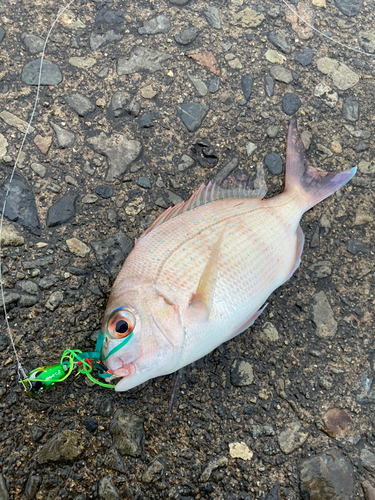 チャリコの釣果