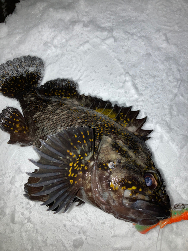 ハチガラの釣果