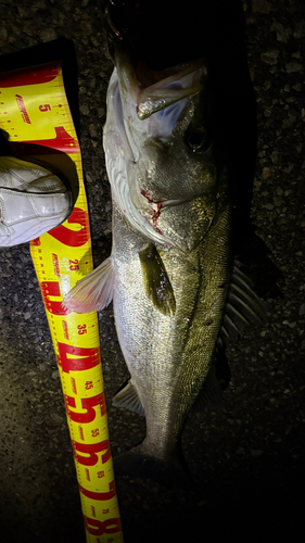 シーバスの釣果