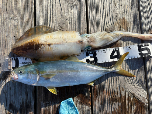 ハマチの釣果