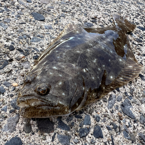 ヒラメの釣果