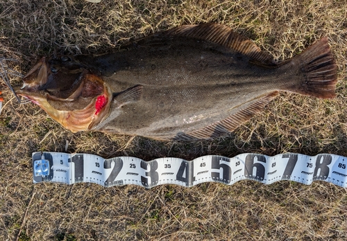 ヒラメの釣果