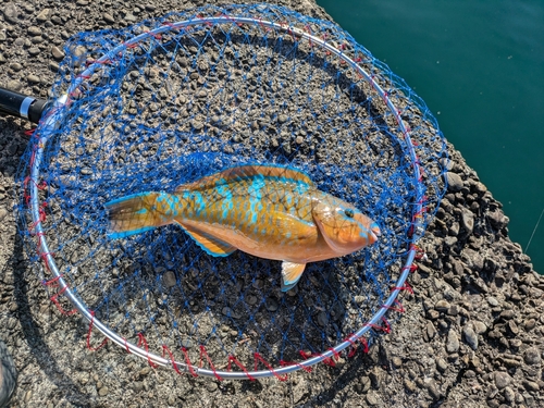 アオブダイの釣果