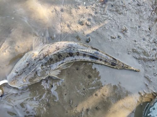 マゴチの釣果