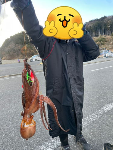 タコの釣果