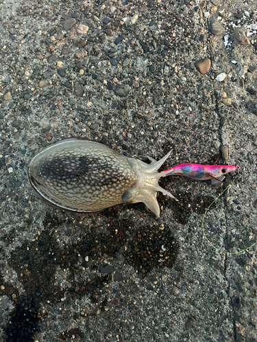 シリヤケイカの釣果