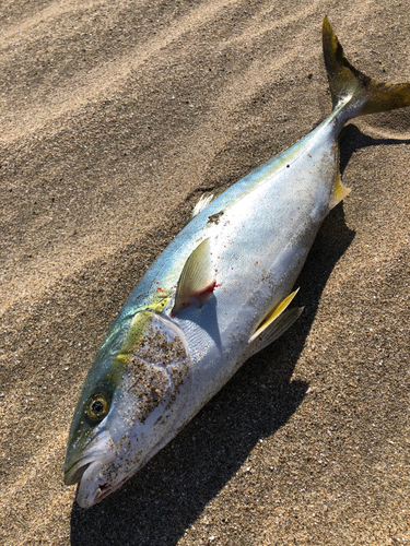 イナダの釣果