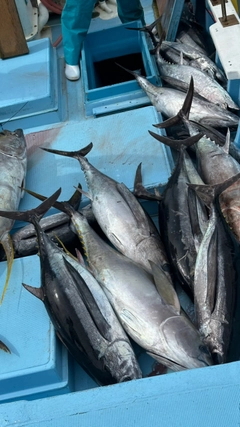 ビンチョウマグロの釣果