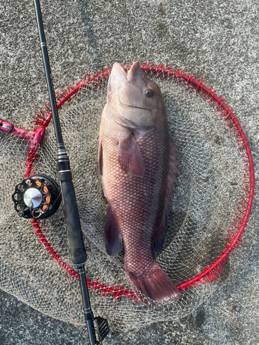 カンダイの釣果