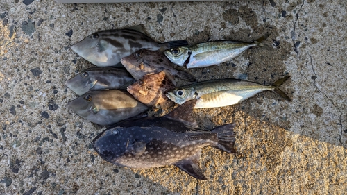 ウマヅラハギの釣果