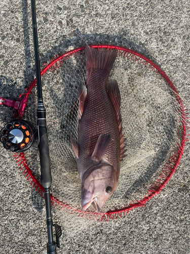 カンダイの釣果