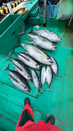 キハダマグロの釣果