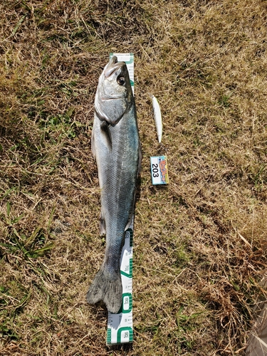 スズキの釣果