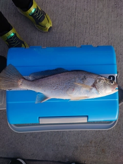 イシモチの釣果