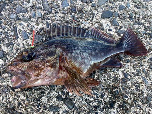 カサゴの釣果