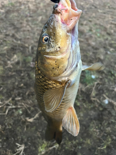 コイの釣果