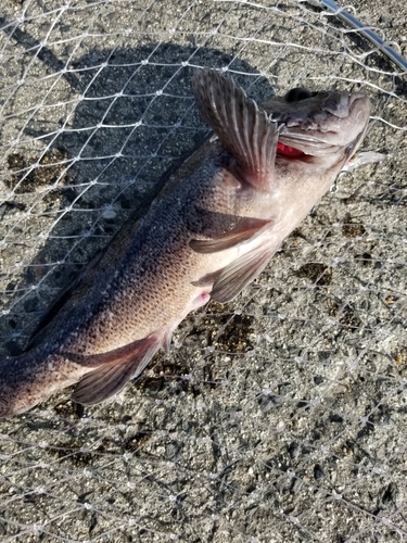 クロソイの釣果