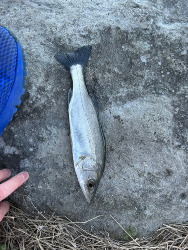 セイゴ（マルスズキ）の釣果