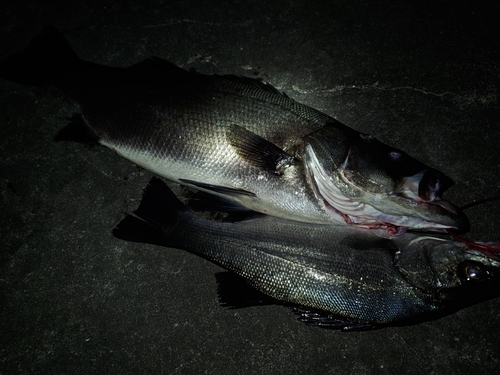 ヒラスズキの釣果