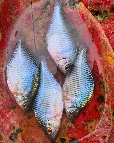 タナゴの釣果