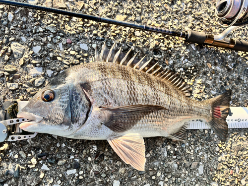 チヌの釣果