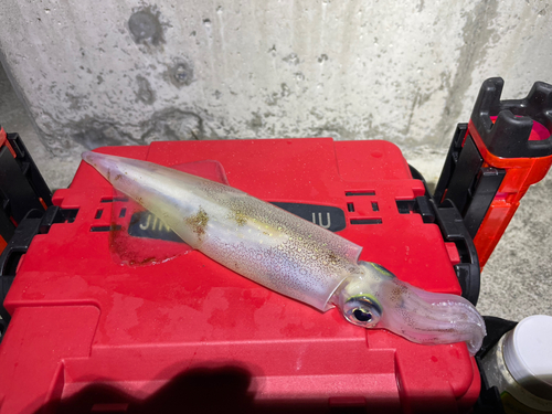 ヤリイカの釣果