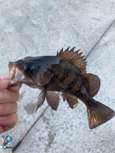 メバルの釣果