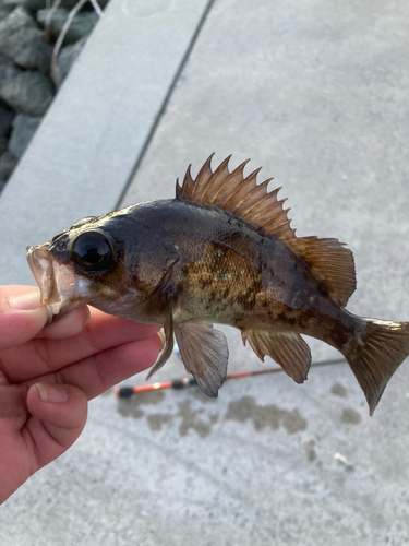 メバルの釣果