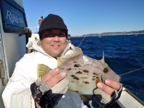 カワハギの釣果